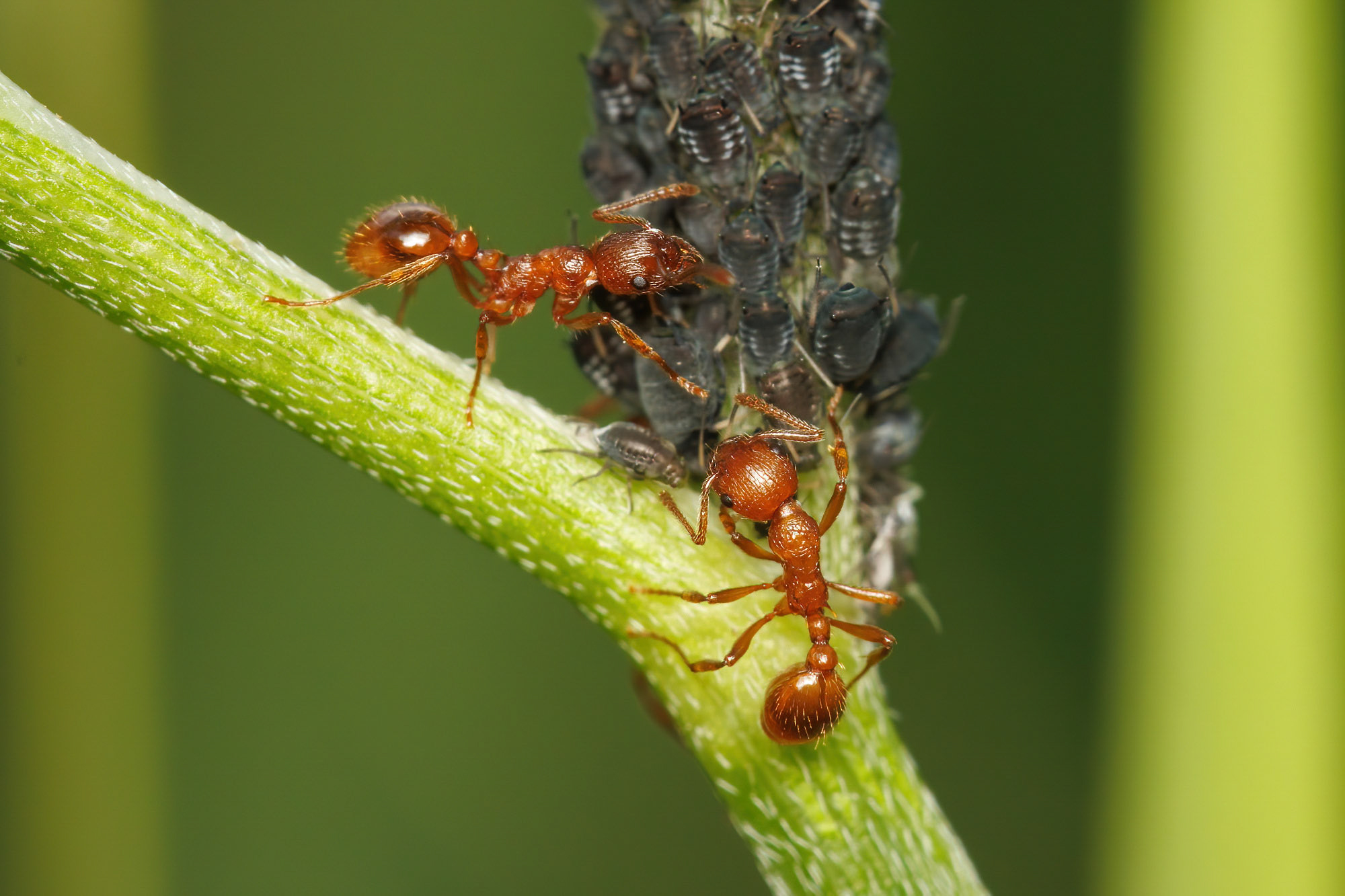 Myrmica rubra